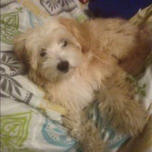 Meet your Posher, Monique